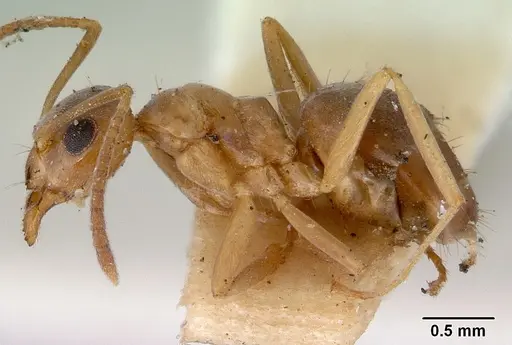 Prolasius abruptus specimen CASENT0172178 image casent0172178_3