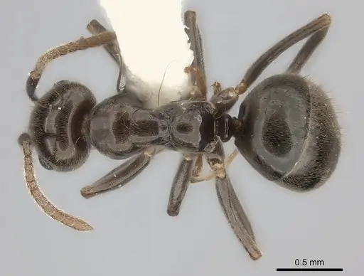 Prolasius antennatus specimen CASENT0217811 image casent0217811_1