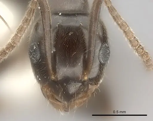 Prolasius antennatus specimen CASENT0217811 image casent0217811_2
