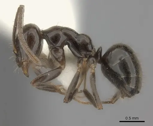 Prolasius antennatus specimen CASENT0217811 image casent0217811_3