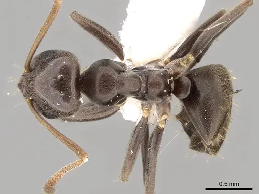 Prolasius bruneus specimen CASENT0281474 image casent0281474_1