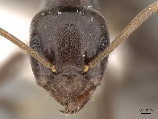 Prolasius bruneus specimen CASENT0281474 image casent0281474_2