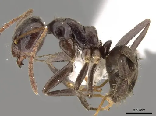 Prolasius bruneus specimen CASENT0281474 image casent0281474_3
