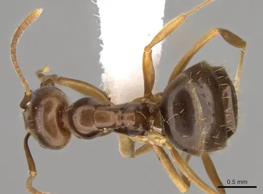 Prolasius bruneus specimen CASENT0281475 image casent0281475_1