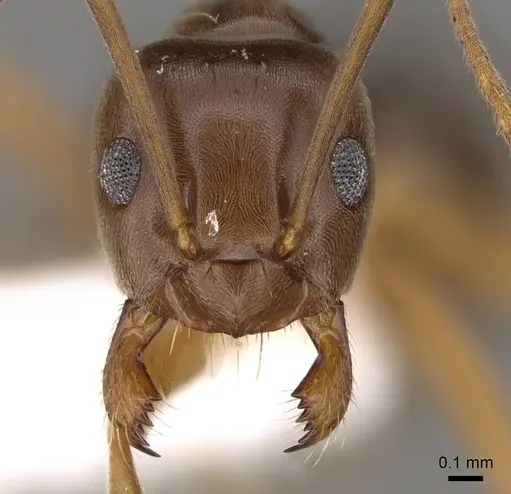 Prolasius bruneus specimen CASENT0281475 image casent0281475_2