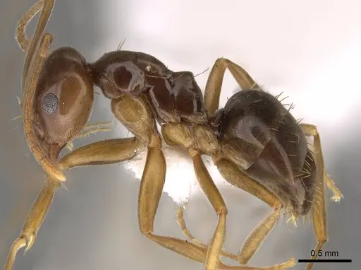 Prolasius bruneus specimen CASENT0281475 image casent0281475_3