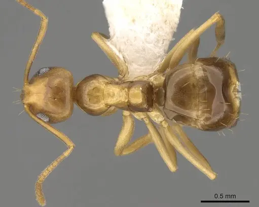 Prolasius bruneus specimen CASENT0281476 image casent0281476_1