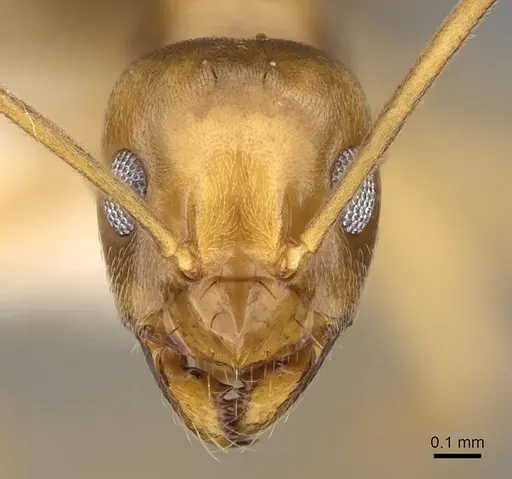 Prolasius bruneus specimen CASENT0281476 image casent0281476_2