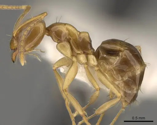 Prolasius bruneus specimen CASENT0281476 image casent0281476_3