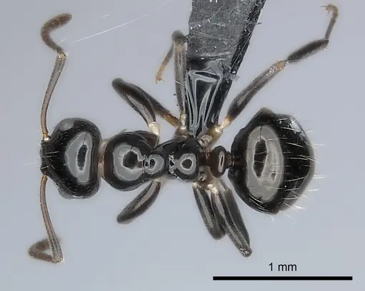 Prolasius convexus specimen CASENT0227589 image casent0227589_1