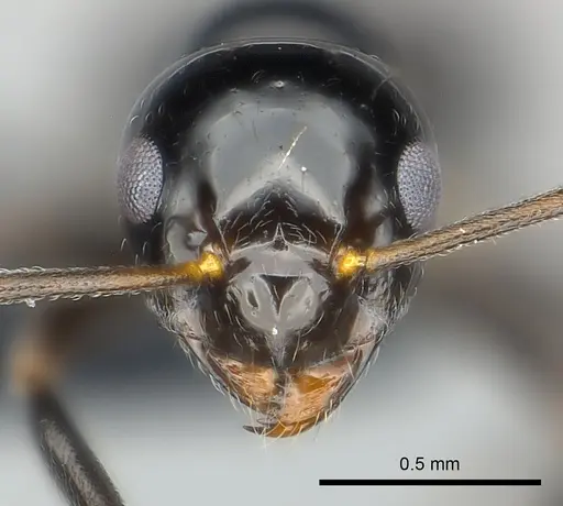 Prolasius convexus specimen CASENT0227589 image casent0227589_2