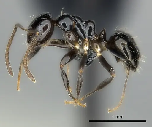Prolasius convexus specimen CASENT0227589 image casent0227589_3