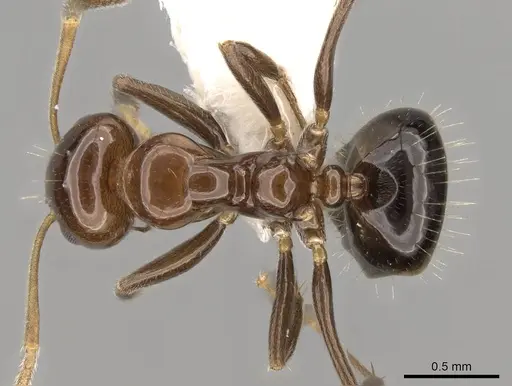 Prolasius convexus specimen CASENT0281480 image casent0281480_1