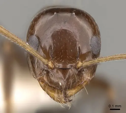 Prolasius convexus specimen CASENT0281480 image casent0281480_2