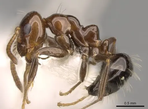 Prolasius convexus specimen CASENT0281480 image casent0281480_3