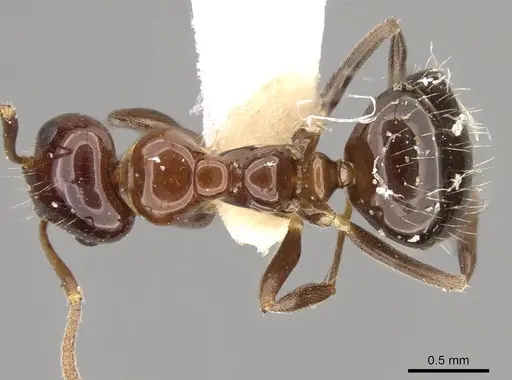 Prolasius convexus specimen CASENT0281481 image casent0281481_1