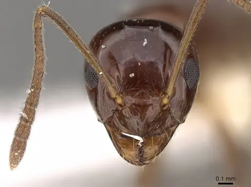 Prolasius convexus specimen CASENT0281481 image casent0281481_2