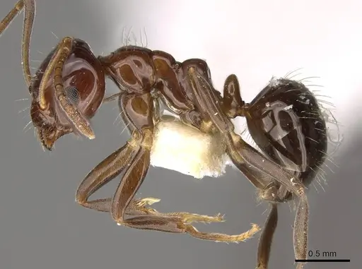 Prolasius convexus specimen CASENT0281481 image casent0281481_3
