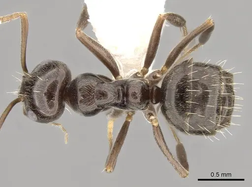 Prolasius convexus specimen CASENT0281482 image casent0281482_1