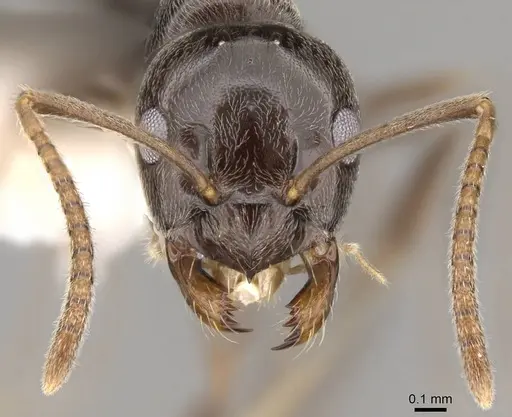 Prolasius convexus specimen CASENT0281482 image casent0281482_2