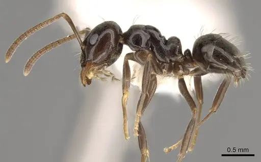 Prolasius convexus specimen CASENT0281482 image casent0281482_3