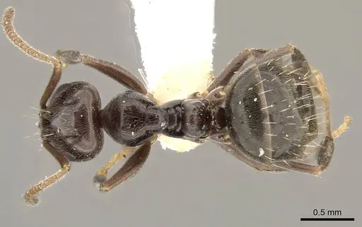 Prolasius convexus specimen CASENT0281483 image casent0281483_1