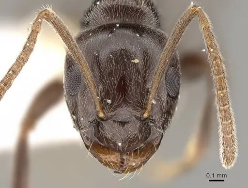 Prolasius convexus specimen CASENT0281483 image casent0281483_2