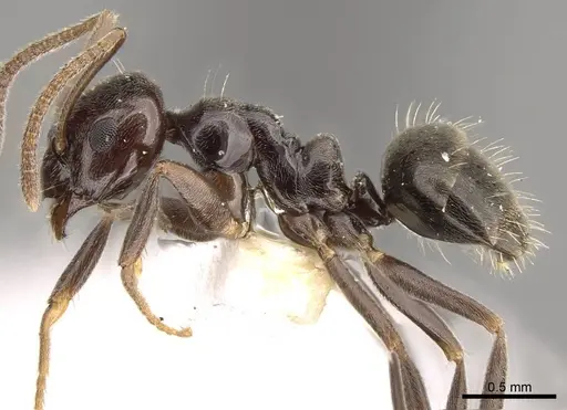 Prolasius convexus specimen CASENT0281483 image casent0281483_3