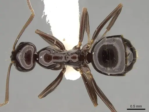 Prolasius depressiceps specimen CASENT0281468 image casent0281468_1