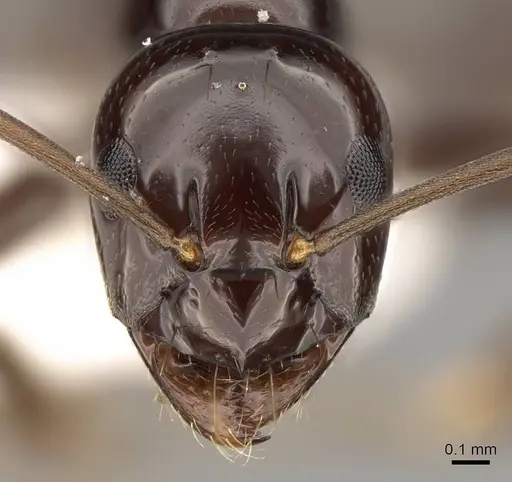 Prolasius depressiceps specimen CASENT0281468 image casent0281468_2