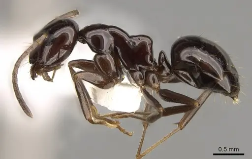 Prolasius depressiceps specimen CASENT0281468 image casent0281468_3