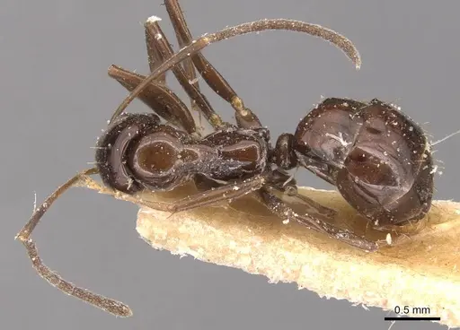 Prolasius depressiceps specimen CASENT0905128 image casent0905128_1