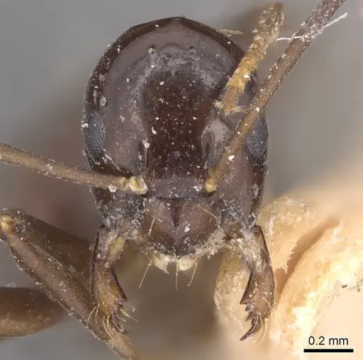 Prolasius depressiceps specimen CASENT0905128 image casent0905128_2