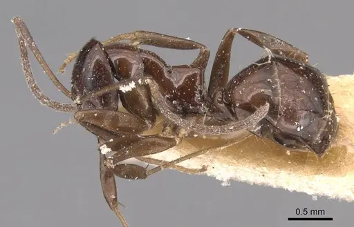 Prolasius depressiceps specimen CASENT0905128 image casent0905128_3