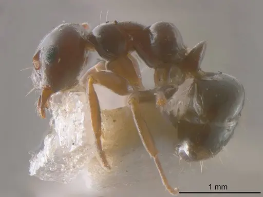 Prolasius flavicornis specimen ANTWEB1008274 image antweb1008274_2