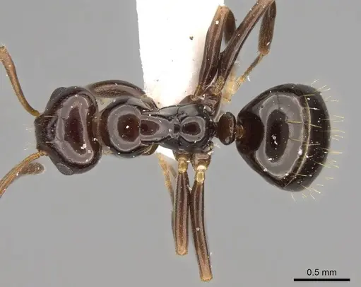 Prolasius flavicornis specimen CASENT0281470 image casent0281470_1