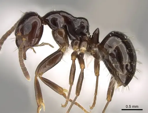 Prolasius flavicornis specimen CASENT0281470 image casent0281470_3