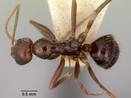 Prolasius formicoides specimen CASENT0172166 image casent0172166_1