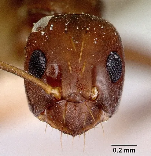 Prolasius formicoides specimen CASENT0172166 image casent0172166_2