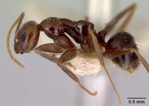 Prolasius formicoides specimen CASENT0172166 image casent0172166_3