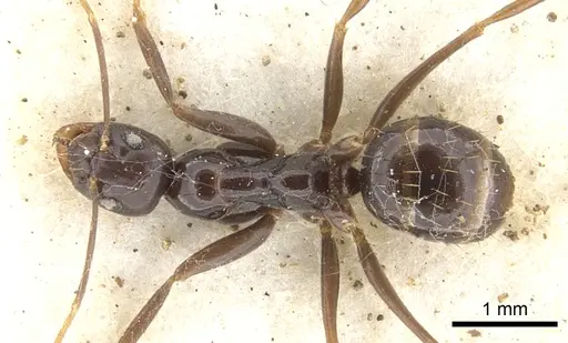 Prolasius formicoides specimen CASENT0903229 image casent0903229_1