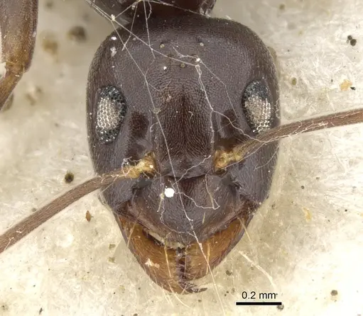 Prolasius formicoides specimen CASENT0903229 image casent0903229_2