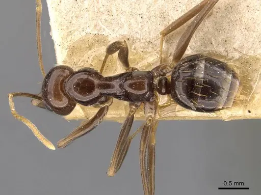 Prolasius formicoides specimen CASENT0909814 image casent0909814_1