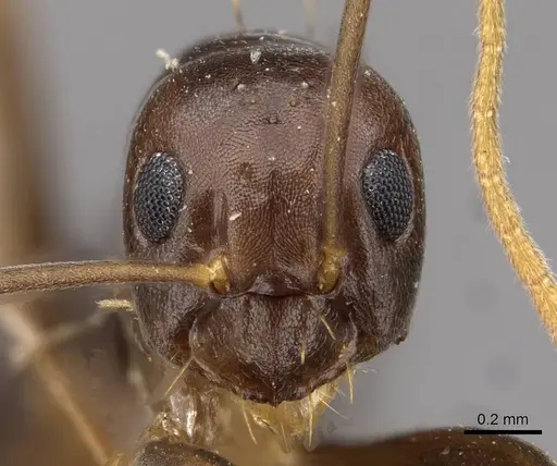 Prolasius formicoides specimen CASENT0909814 image casent0909814_2