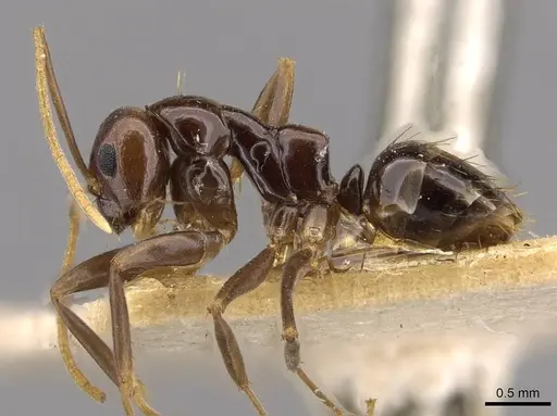 Prolasius formicoides specimen CASENT0909814 image casent0909814_3
