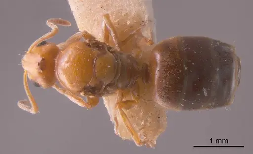 Prolasius hemiflavus specimen ANTWEB1008275 image antweb1008275_1