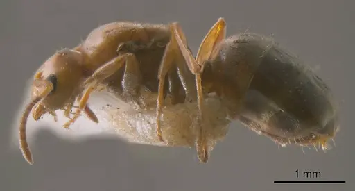Prolasius hemiflavus specimen ANTWEB1008275 image antweb1008275_2