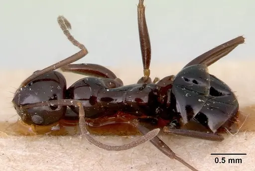 Prolasius nitidissimus specimen CASENT0172168 image casent0172168_1