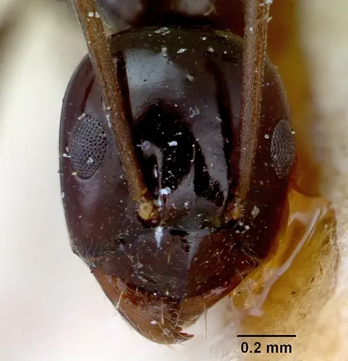 Prolasius nitidissimus specimen CASENT0172168 image casent0172168_2