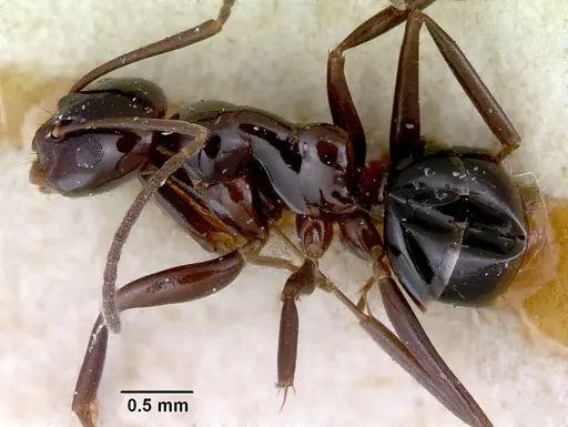 Prolasius nitidissimus specimen CASENT0172168 image casent0172168_3